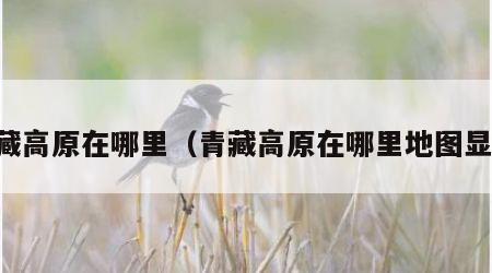 青藏高原在哪里（青藏高原在哪里地图显示）