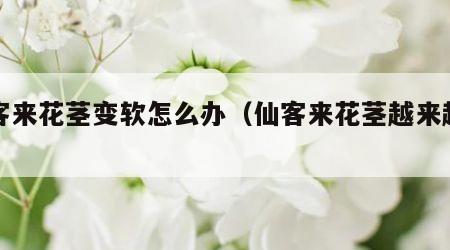 仙客来花茎变软怎么办（仙客来花茎越来越短）