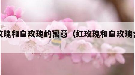 红玫瑰和白玫瑰的寓意（红玫瑰和白玫瑰含义）