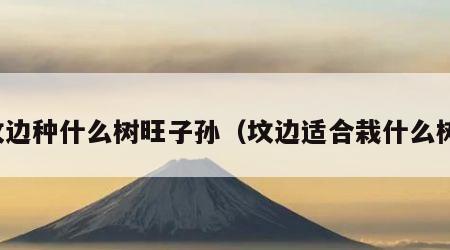 坟边种什么树旺子孙（坟边适合栽什么树）