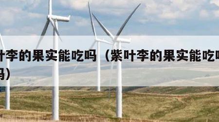 紫叶李的果实能吃吗（紫叶李的果实能吃吗有毒吗）