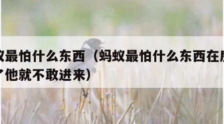 蚂蚁最怕什么东西（蚂蚁最怕什么东西在房间放了他就不敢进来）