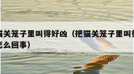 把猫关笼子里叫得好凶（把猫关笼子里叫得好凶怎么回事）