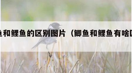 鲫鱼和鲤鱼的区别图片（鲫鱼和鲤鱼有啥区别）