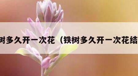 铁树多久开一次花（铁树多久开一次花结果）