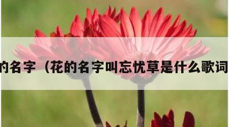 花的名字（花的名字叫忘忧草是什么歌词啊）