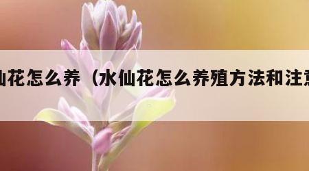 水仙花怎么养（水仙花怎么养殖方法和注意事项）
