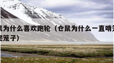 仓鼠为什么喜欢跑轮（仓鼠为什么一直啃笼子还爬笼子）