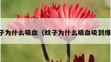 蚊子为什么吸血（蚊子为什么吸血吸到爆炸）