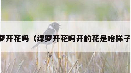 绿萝开花吗（绿萝开花吗开的花是啥样子的）