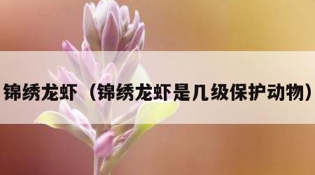 锦绣龙虾（锦绣龙虾是几级保护动物）