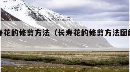 长寿花的修剪方法（长寿花的修剪方法图解视频）