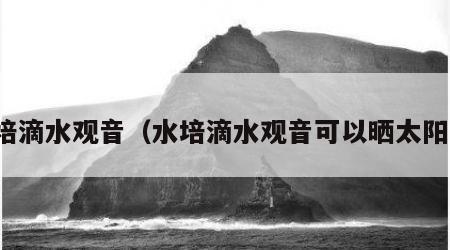 水培滴水观音（水培滴水观音可以晒太阳吗）