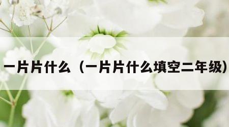 一片片什么（一片片什么填空二年级）