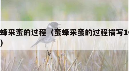 蜜蜂采蜜的过程（蜜蜂采蜜的过程描写100字）