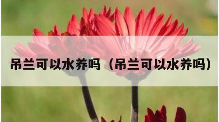 吊兰可以水养吗（吊兰可以水养吗）
