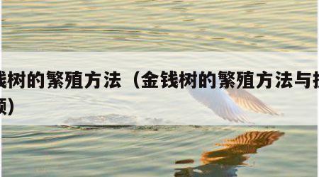金钱树的繁殖方法（金钱树的繁殖方法与操作视频）