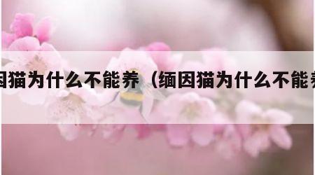 缅因猫为什么不能养（缅因猫为什么不能养一只）