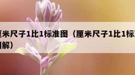 厘米尺子1比1标准图（厘米尺子1比1标准图解）