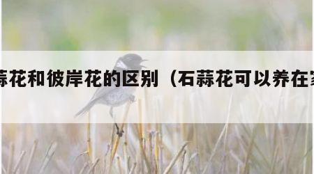石蒜花和彼岸花的区别（石蒜花可以养在家里吗）