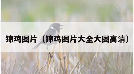 锦鸡图片（锦鸡图片大全大图高清）