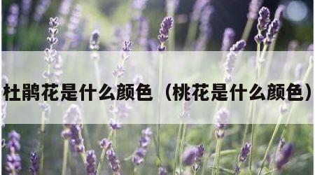 杜鹃花是什么颜色（桃花是什么颜色）