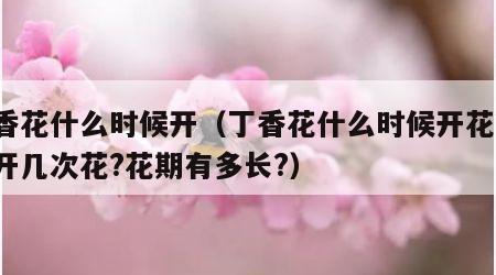 丁香花什么时候开（丁香花什么时候开花?一年开几次花?花期有多长?）