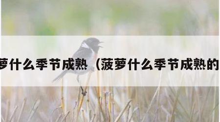 菠萝什么季节成熟（菠萝什么季节成熟的好）