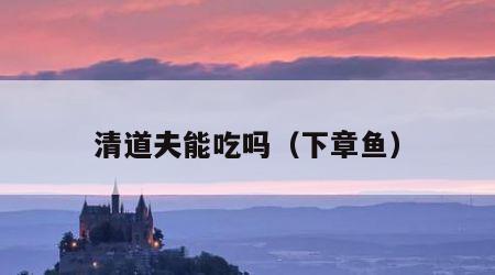 清道夫能吃吗（下章鱼）