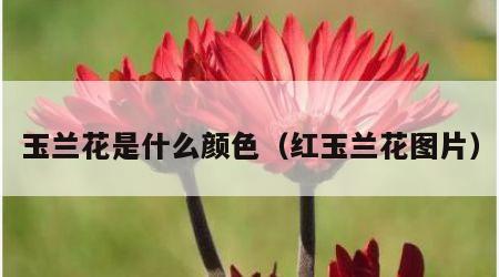玉兰花是什么颜色（红玉兰花图片）