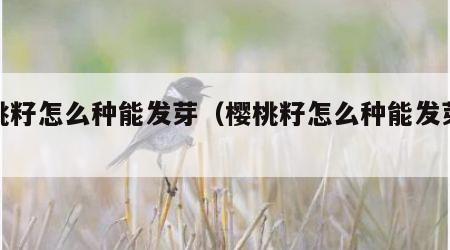 樱桃籽怎么种能发芽（樱桃籽怎么种能发芽快）
