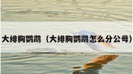 大绯胸鹦鹉（大绯胸鹦鹉怎么分公母）