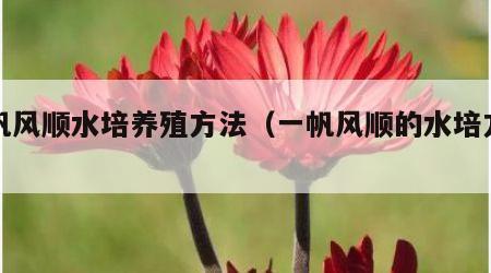 一帆风顺水培养殖方法（一帆风顺的水培方法）