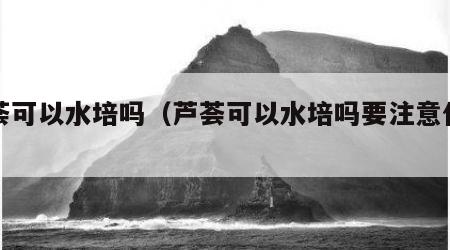 芦荟可以水培吗（芦荟可以水培吗要注意什么）