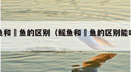 鳐鱼和魟鱼的区别（鳐鱼和魟鱼的区别能吃吗）