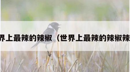 世界上最辣的辣椒（世界上最辣的辣椒辣度）