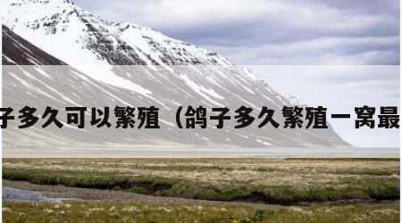 鸽子多久可以繁殖（鸽子多久繁殖一窝最好）