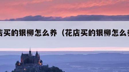 花店买的银柳怎么养（花店买的银柳怎么养的）