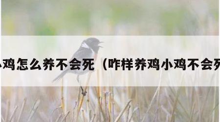 小鸡怎么养不会死（咋样养鸡小鸡不会死）