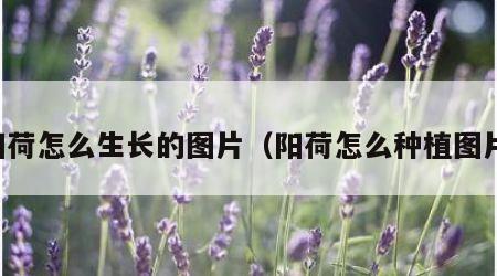 阳荷怎么生长的图片（阳荷怎么种植图片）