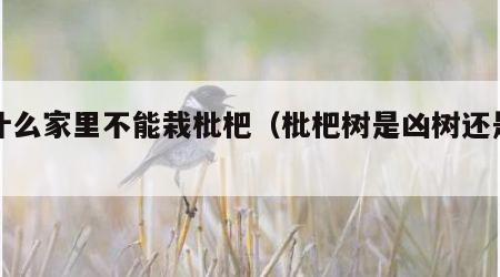 为什么家里不能栽枇杷（枇杷树是凶树还是吉树）