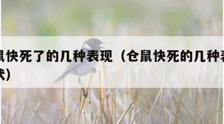 仓鼠快死了的几种表现（仓鼠快死的几种表现症状）