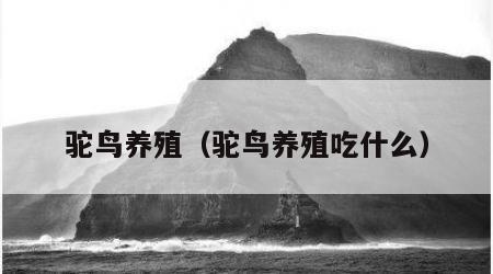 驼鸟养殖（驼鸟养殖吃什么）