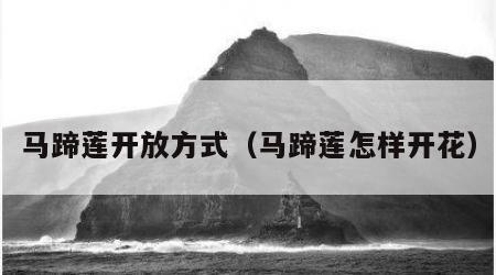 马蹄莲开放方式（马蹄莲怎样开花）