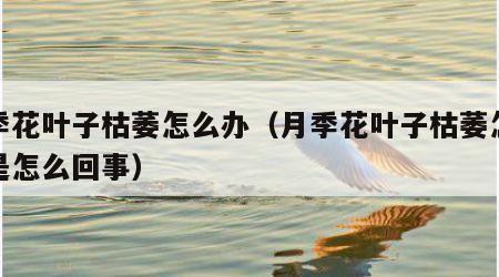 月季花叶子枯萎怎么办（月季花叶子枯萎怎么办是怎么回事）