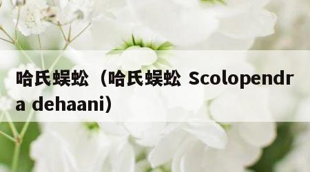 哈氏蜈蚣（哈氏蜈蚣 Scolopendra dehaani）