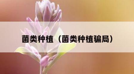 菌类种植（菌类种植骗局）