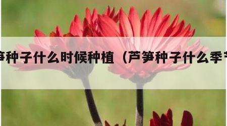 芦笋种子什么时候种植（芦笋种子什么季节种）