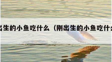 刚出生的小鱼吃什么（刚出生的小鱼吃什么食物）