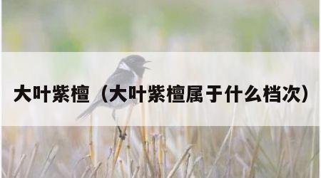 大叶紫檀（大叶紫檀属于什么档次）
